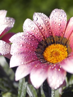 Два цветка обои