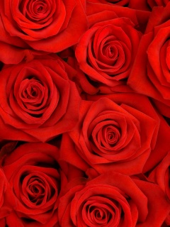 Букет красных роз обои