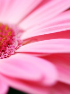 Гербер обои