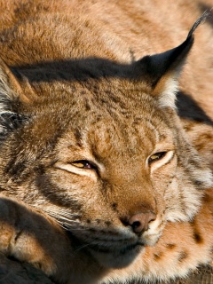 Сонная рысь обои