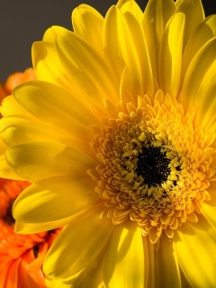 Желтый гербер обои