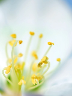 Желтые тычинки обои