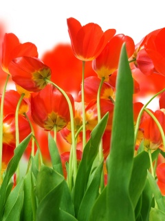 Цветущие маки обои