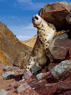 Барс чешется о камни обои