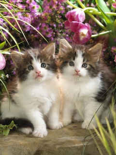 Котята в цветах обои