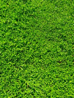 Чайные листья обои