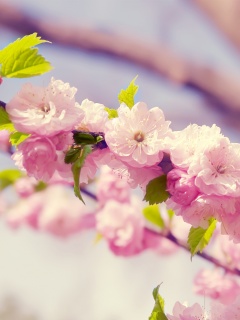 Ветка с цветами обои