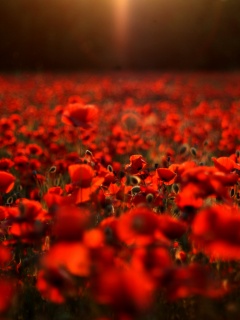 Маки в полях обои