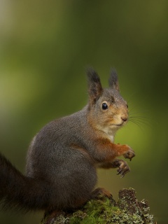 Белку застали врасплох обои