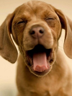 Зевающий щенок обои