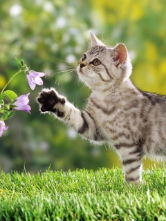 Котенок играет с цветами обои