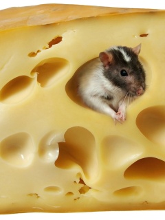 Мышка в сыре обои
