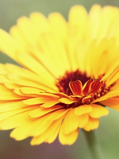 Желтый гербер обои