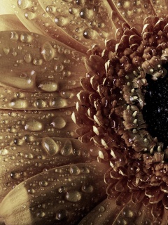 Капли на лепестках гербера обои