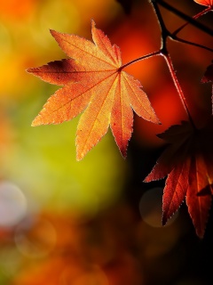 Осенние листья обои