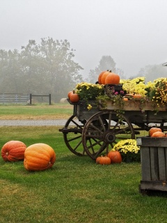 Урожай тыков обои