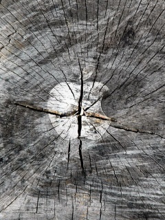 Логотип Apple на бревне обои