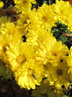 Оса на желтых герберах обои