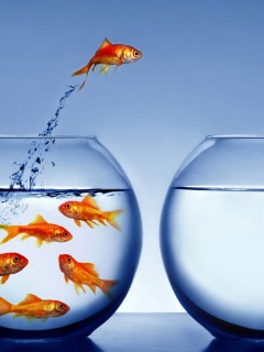 Побег рыбки обои