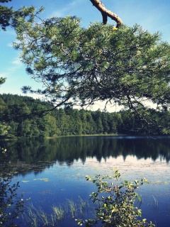 Ветка сосны над озером обои