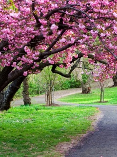 Дорожка между деревьями обои