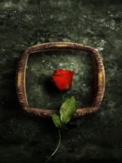 Роза на картинной раме обои