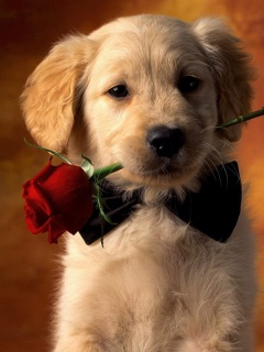 Щенок с розой в зубах обои