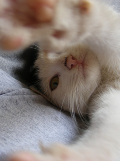 Кот фоткает сам себя обои