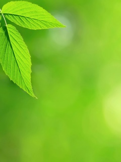 Два листа обои