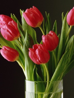 Букет тюльпанов обои