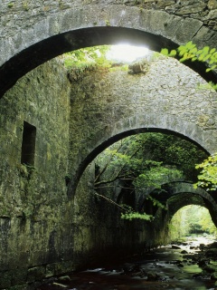 Заросшие стены обои