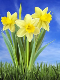 Букет цветов в траве обои