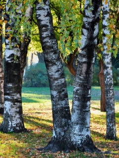 Березовая роща обои