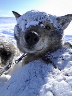 Собачка под снегом обои