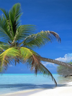 Пальма над водой обои