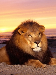 Лев на берегу океана обои