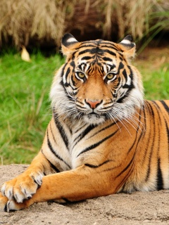 Тигр отдыхает обои