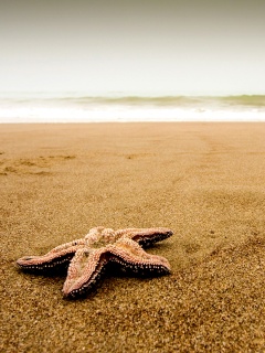Морская звезда на бесконечном пляже обои