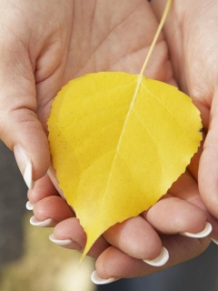 Осенний лист в руках обои