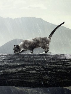 Девушка и кошка обои