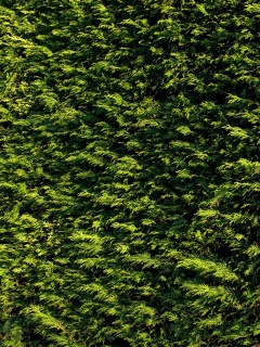 Густые хвойные заросли обои