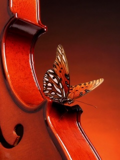 Бабочка на скрипке обои