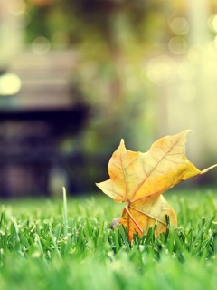 Зеленый лист на траве обои