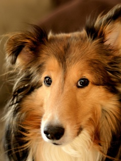 Колли с умными глазами обои