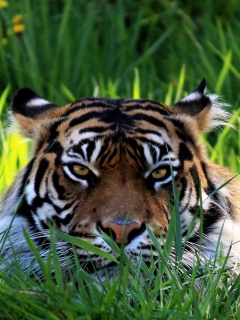 Морда тигра в траве обои