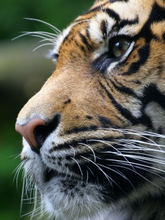 Взгляд тигра обои