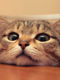 Любопытный котейка обои