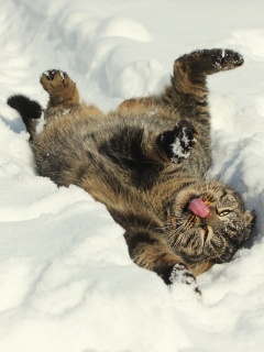 Кот валяется в снегу обои