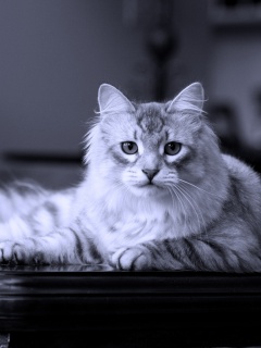 Кот благородных кровей обои