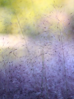 Былинки обои